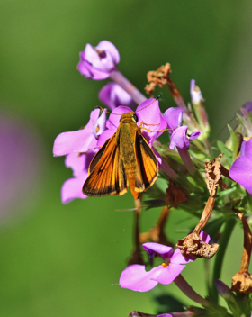 Delaware Skipper